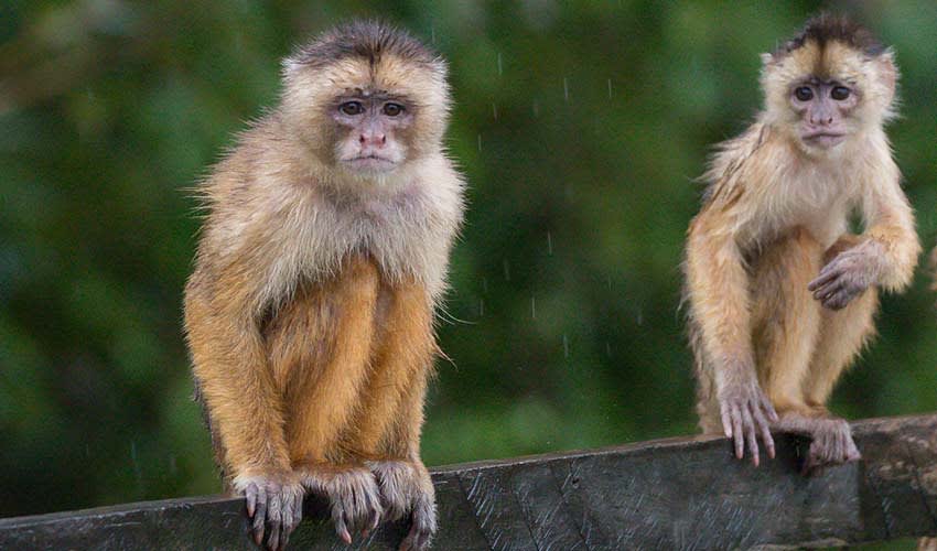 Spix s White fronted Capuchin Facts Distribution Population BioDB spix-s-white-fronted-capuchin-facts-distribution-population-biodb